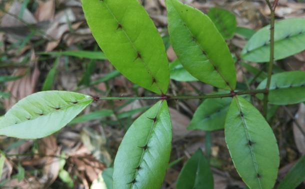  「植物」山里遇见它，请别除掉，此为“两面针”，极为珍贵