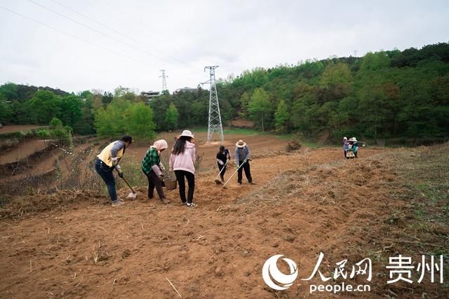  「扶贫」贵州威宁：扶贫蔬菜基地播种“希望”易地搬迁户收获安康