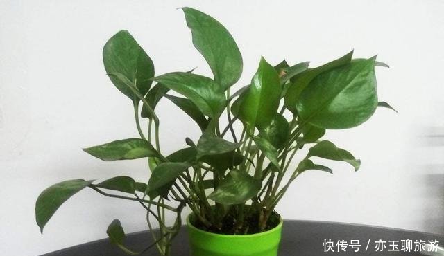  吸毒■客厅卧室吸毒最强的花，你家有没有