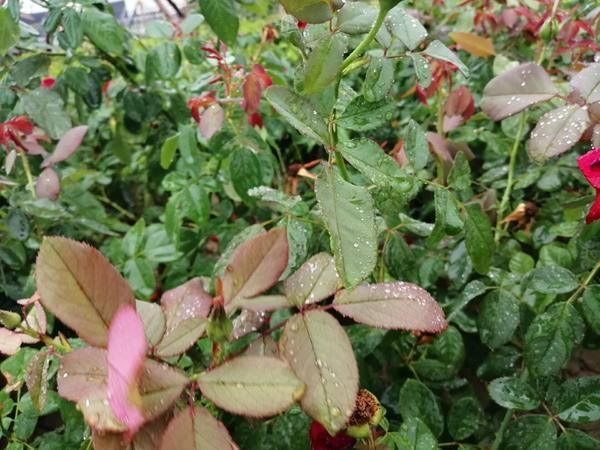  【冷空气】冷空气来袭！河南各地都是雨雨雨，郑州等地今晚将迎