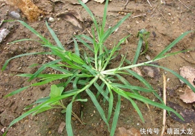  「牛筋草」乡间1种“野草”，长路边不起眼，农民当害草，竟有人