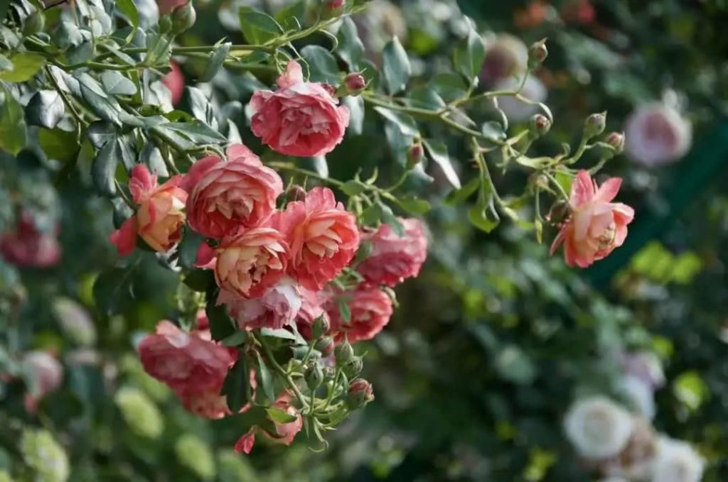  『辞职』从银行辞职做“花农”，她打造的花园超治愈