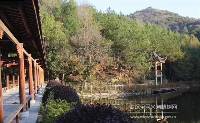 远离城市喧嚣！这个男人在黄陂建了座花海庄园，堪比“世外桃源”