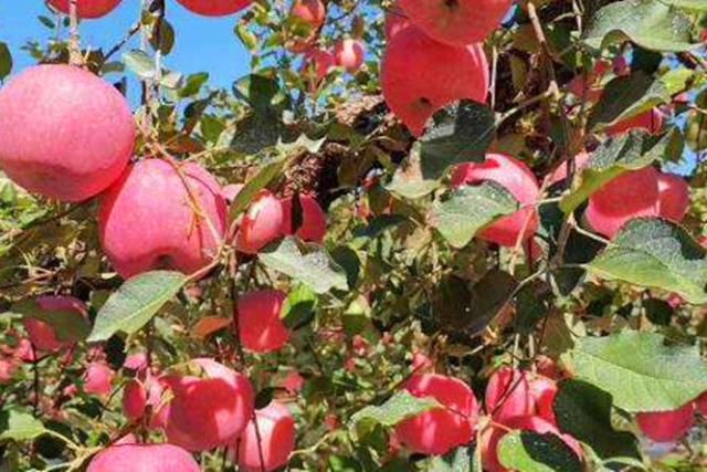  「果树」苹果今年便宜了，有果农采摘完苹果就砍掉果树，这种方