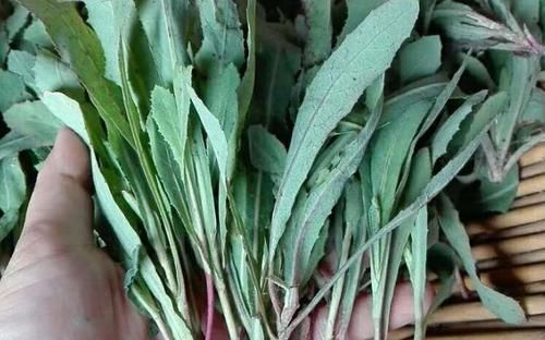 『植物』此植物农村遍地有，遇见后只摘叶子，别“挖根”，挖1株少1株