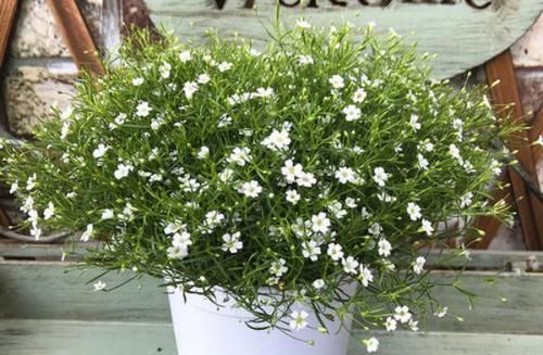  【珍品】喜欢菊花，不如养盆“珍品名菊”菊渊雅韵，似粉嫩少女，粉嫩可爱