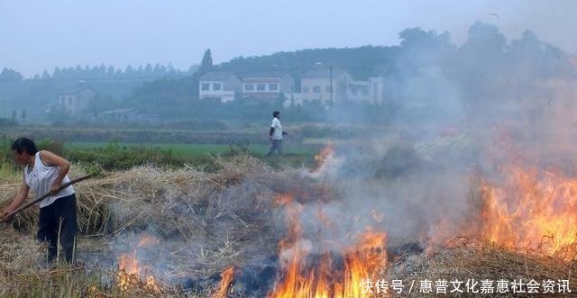 秸秆还田后庄稼为啥长不好了老农一提就怒还不都是专家搞的！