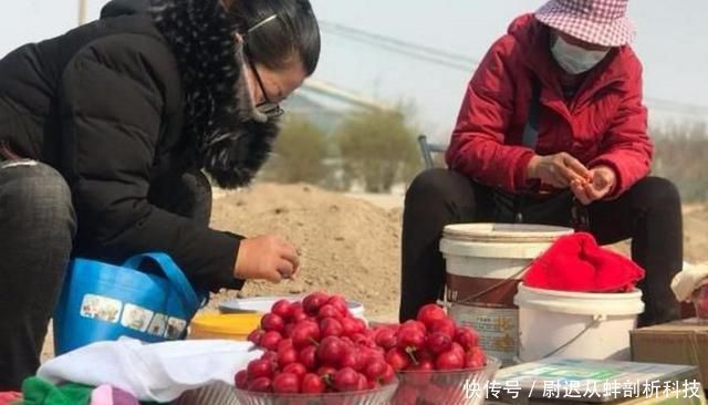 「樱桃没」产地频繁卖不动,数万吨找销路,价格却很贵,吃货:烂地里吧