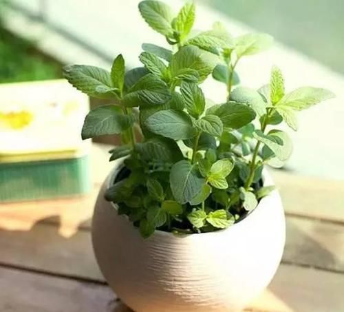  『植物』最适合放在卫生间的10种植物，赶紧养一盆吧！