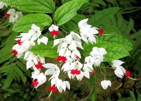  「长寿花」阳台养这些植物，不怕高温，越晒开花越旺，花大色艳，阳台变花海
