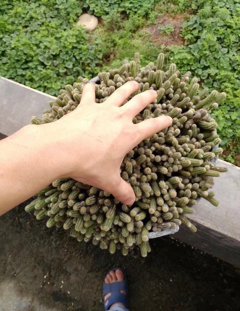 防猫■保护多肉“大作战”, 防鸟防猫防老鼠!