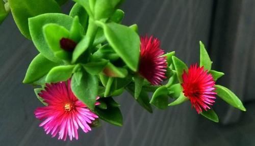 『吊兰』牡丹吊兰生长过程中需不需要打顶?