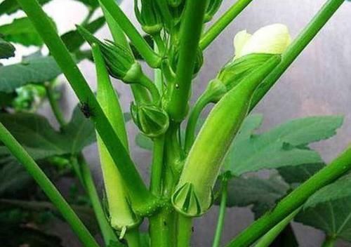  「养草」阳台种花养草，不如种几种菜，养护简单又美观，好看好吃，吃不完