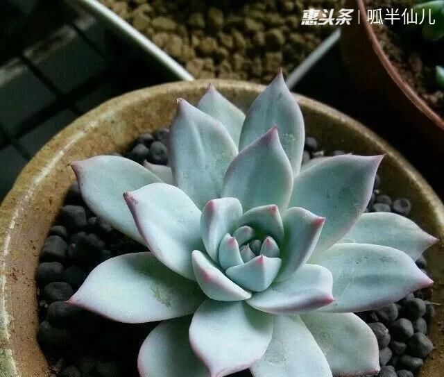 『白菜』多肉断水12天,绿白菜秒变红舞娘,想要上色就得...