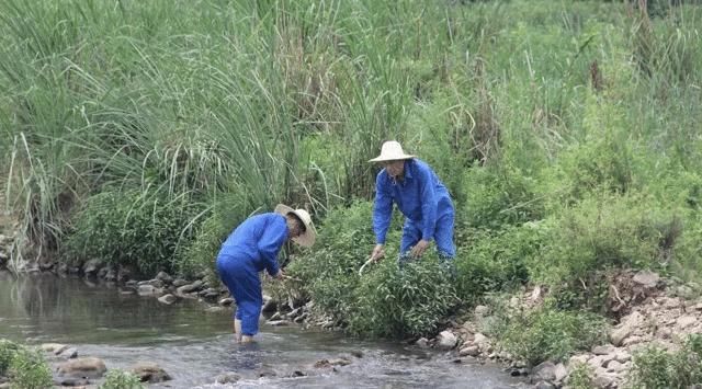  河里：此为珍贵的“抓鱼草”，扔河里，可捕鱼，你们认识吗？