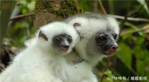 神农架深处，为什么会成为禁区？只因有一神秘现象，专家至今未解