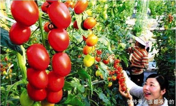 2019年农村创业做什么最赚钱，这几种农业项目最有前景