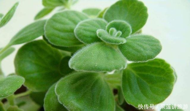  『明明』明明不是苹果，碰碰叶子却有苹果香，放在身上能当香水！