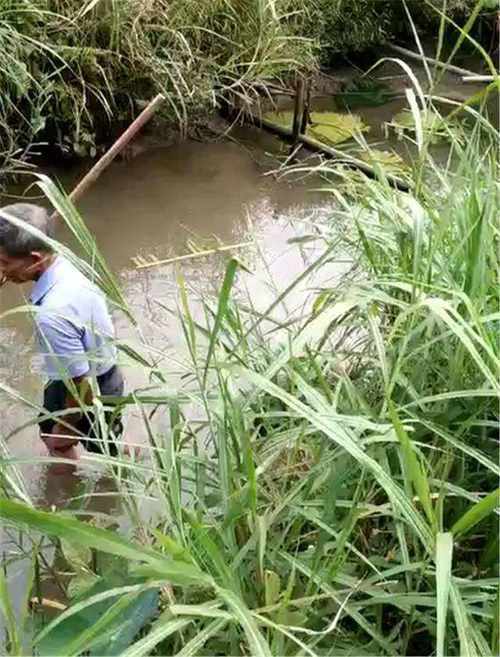  [池塘]农村老大爷野外发现泥水池塘，渔网水底一捞，惊起一堆大