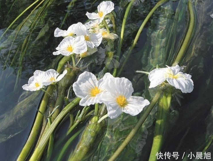 农村最娇贵的野菜，连化肥都不能用，曾多到喂猪，如今成保护植物