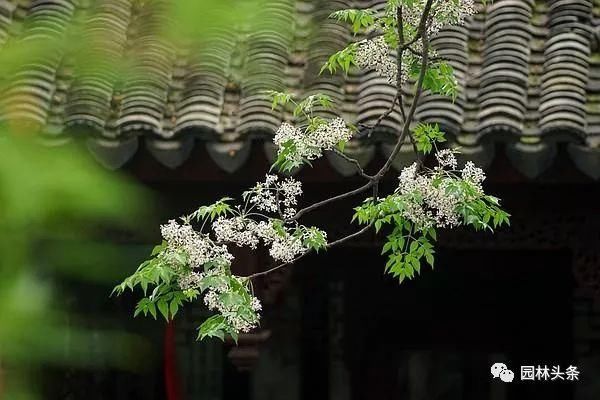 苦楝：这个乡土树种不一般，被誉为“可解决全球难题之树”