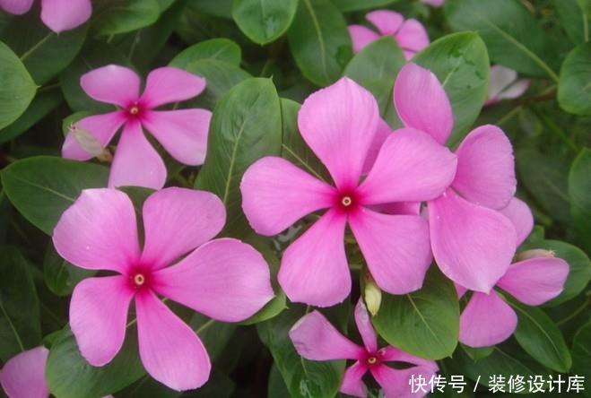 【宝莲灯】人间四月,就养这5款花卉,繁花似锦花期长,家里养出小花园