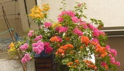  『把握』想让三角梅枝繁叶茂，开花不断，必须把握好四个施肥原则