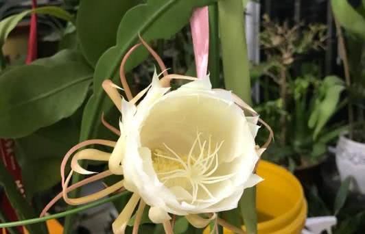  浇水：昙花不会养？做好这几点，让它安全度夏！