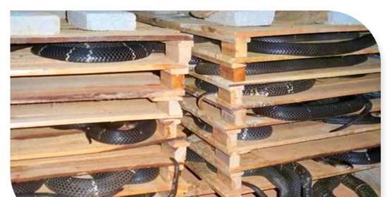  销路：现在农村创业，养殖什么可以不愁销路？推荐几个