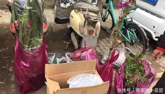  【花别买】养花技巧：遇到这6种花，白送都不要，轻则养残，重则养不活！