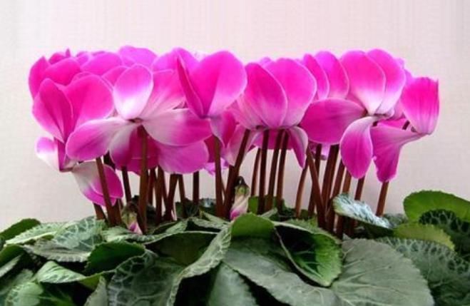  [长寿花]现在就养4种花，越冷开花“越旺”，开成小花园，懒人也养的好