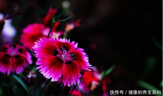「名字」石竹这可不是一种竹子的名字,它是一朵美丽的花儿呀