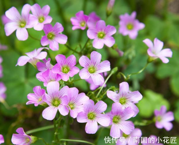 艳丽@喜欢在家中养护花卉,就选择花色艳丽,花开爆盆,花期长的5种花