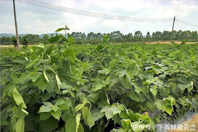  [利润]农村一种不起眼的树种，浑身是宝，种植一亩利润可达2500