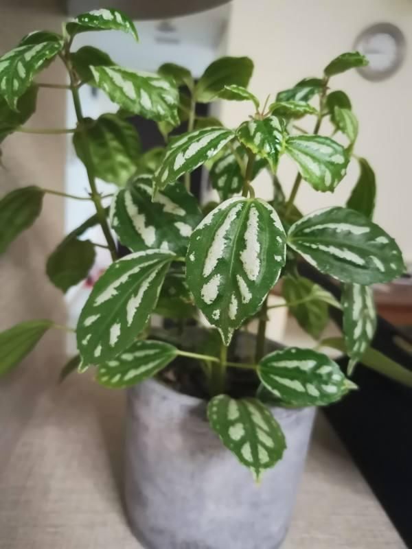 「蕨类植物」聪明人爱养的耐阴花,高贵不俗气,叶子长得跟油画似的