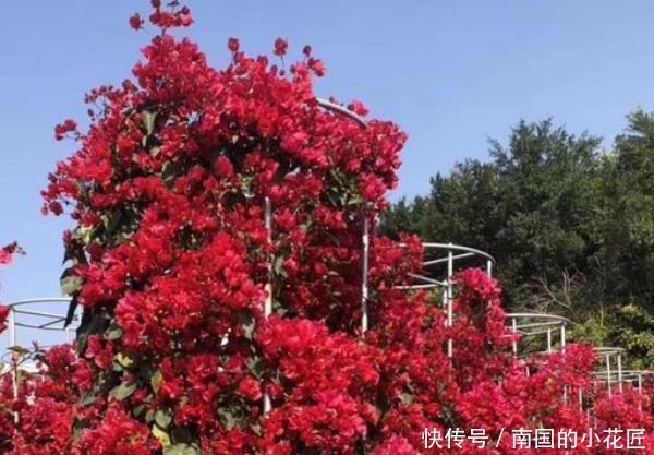  [三角梅]3种“盆栽树”，家里养上几盆，尤其最后一种，镇宅又去煞气！