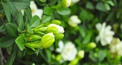  保障■北方养栀子花，需要多花心思，满足“2个度”，保障顺利开花