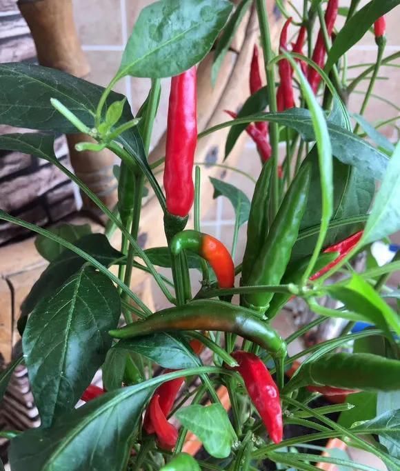 「够吃」阳台就是大菜园，这6种蔬菜都能种，一年不用买菜，全家都够吃