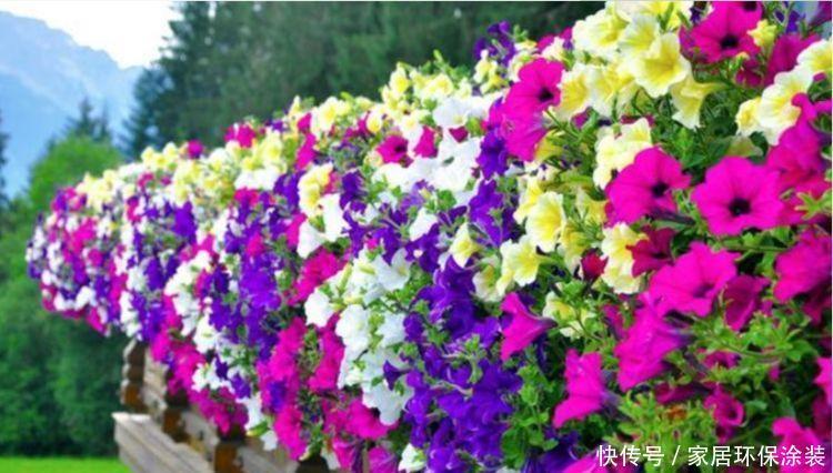  养花|喜欢在阳台上养花，就养开花美讨人喜，好养活爱爆盆的花