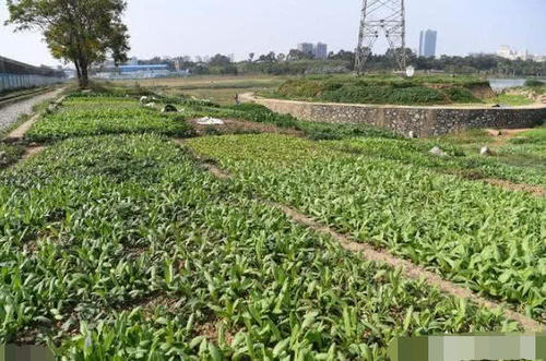  拆迁|农村土地种什么植物拆迁时赔钱多？答案其实很简单