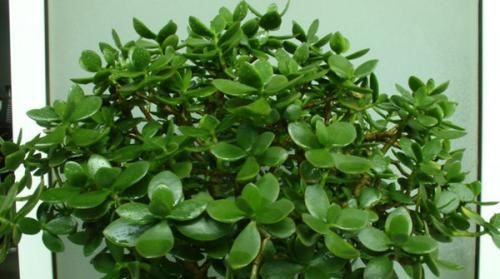  植物：这四种花没有这么娇贵，没有必要小心翼翼的献殷勤