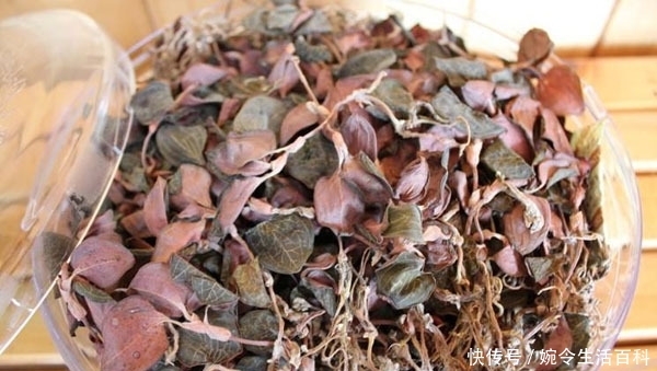  「利润」金线莲几万元一斤还供不应求，野生的很少见，人工种植