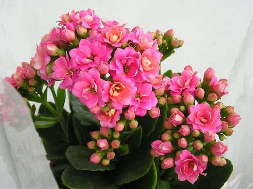  「植物」家中这“2个”地方，让“长寿花”生长非常快，1年花枝包满盆！