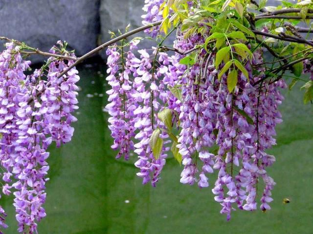  『嫉妒』紫藤开花宛如紫色瀑布，阳台种一盆，垂下花海惹邻居嫉妒