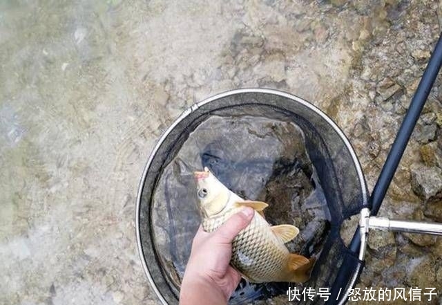 『适合』玉米这样泡最适合在水库钓鱼啦!半个小时喜获斤鲫和鲤鱼!
