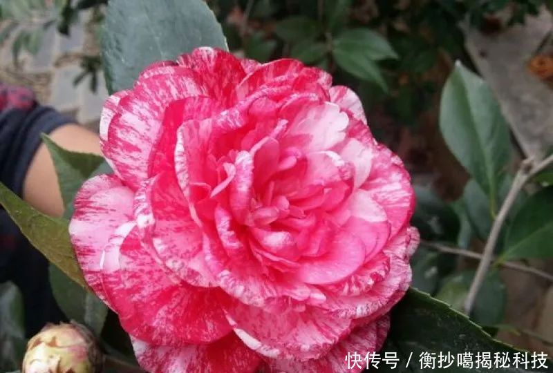  小妙■养花小妙招，花开爆满盆