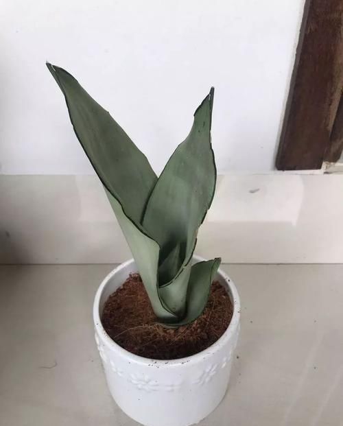 潜质:叶子斑白的白玉虎皮兰,叶片特别大,很有网红植物的潜质
