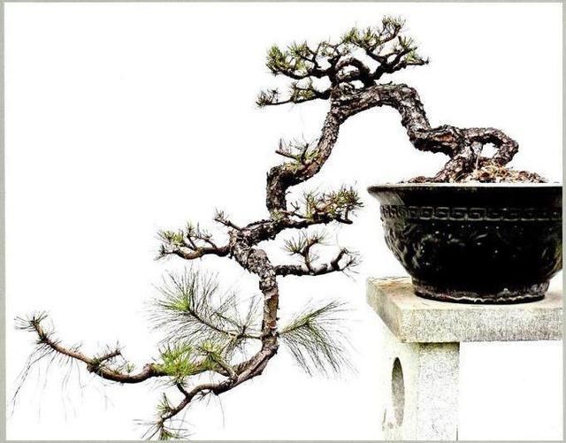  悬崖■悬崖式盆景的制作手法与注意事项，制作一盆高雅的盆景不简单哟