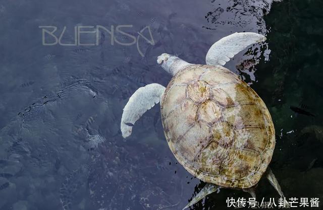 『乐园』在幽蓝的加勒比海边游神秘乐园(被疫情撞了腰的墨西哥行程05)