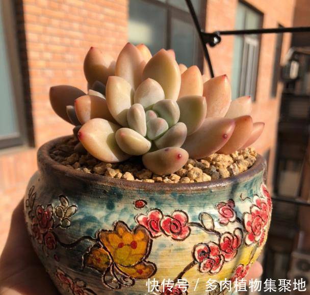 怎么更快把多肉植物养大?教你技巧,叶片漂亮又